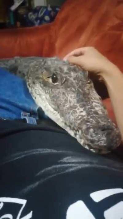 1. Втереться в доверие 2. Немного подрасти 3. ...