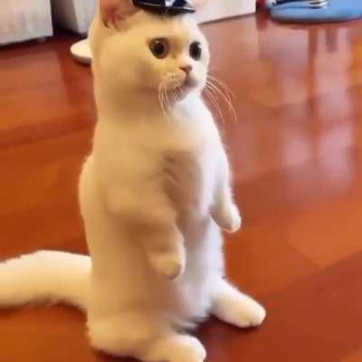 Cat.