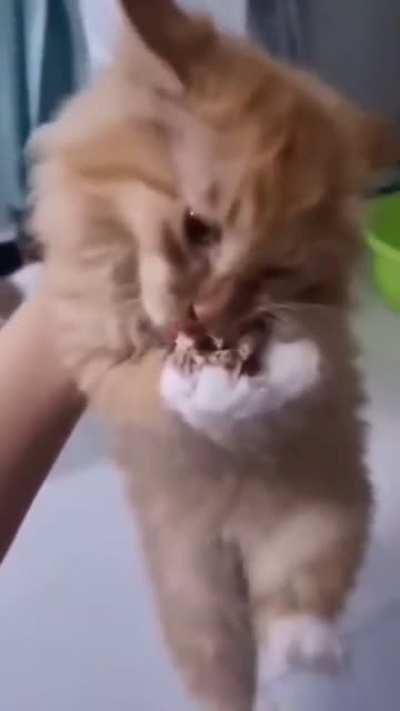 I was enjoying my tuna dinner and hy human distrubed me. When i protested she laughed. How can i stop this happening again?