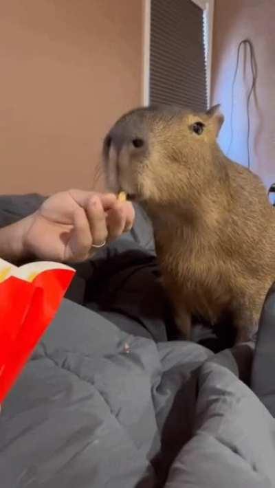 Capy loves French fries