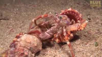 Hermit crabs and sea anemones have been observed to have mutualistic relationships. When the hermit crab finds a roomier home to live in, it will abandon its old shell and transfer to the new one. The hermit crab will also transfer the sea anemones from t
