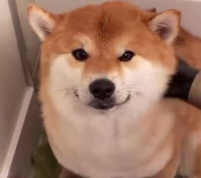 Gotta be fresh and clean when we reach the moon baby 🐕🚀🌝