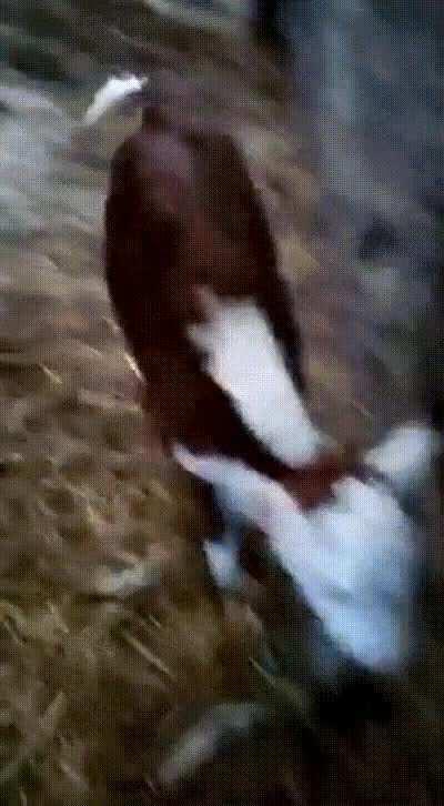 Nadine hopping around