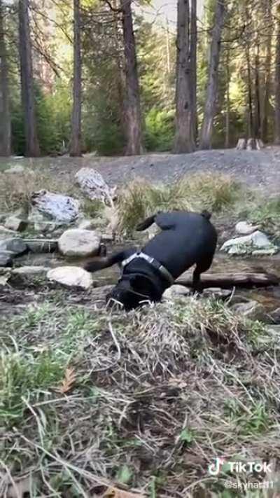 My daughter's derpy dog.