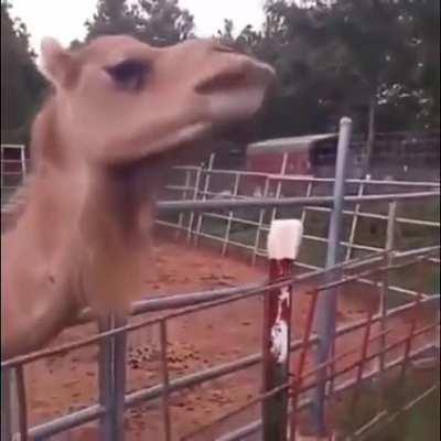 Never missed the smile of camel