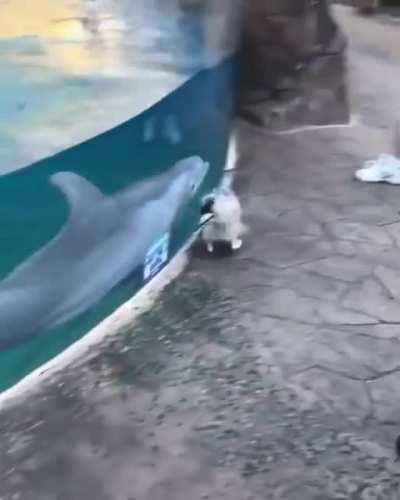 Two different animals one way to play