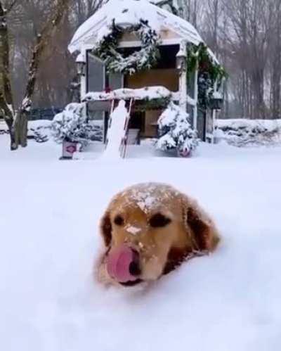 doG gEtS trAPpeD in AVaLaNCHe, FOrCeD TO caNNIbALIZe HIMSeLf, ONLy his HeaD is LeFT!!!