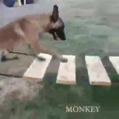 Our road until 1$!!!! BE PATIENT!!! Just HODL! ✌🏼🚀🐶