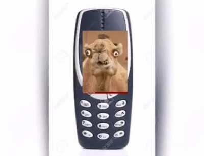 Funny Camel Sex absolutely 69420% haram. مائة بالمائة حلالينيت باك