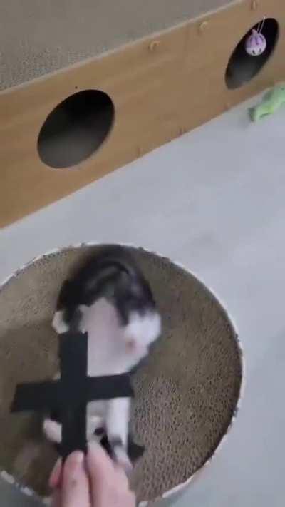 Cat needs an exorcism