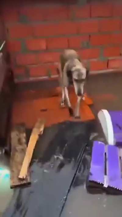 Perritos rescatados por la gente en San Antonio de Areco