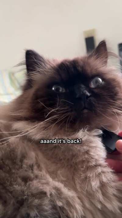 Noodle purring ASMR 🎧🔊🫨