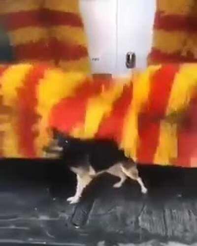 I thought that thing was going to eat him