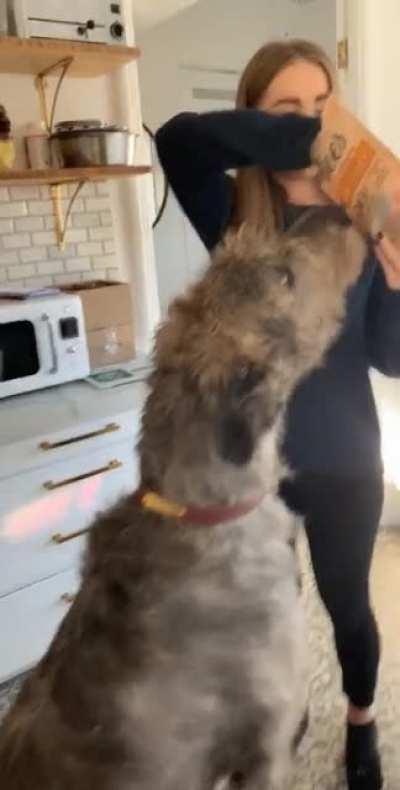 Are horses allowed on this sub?