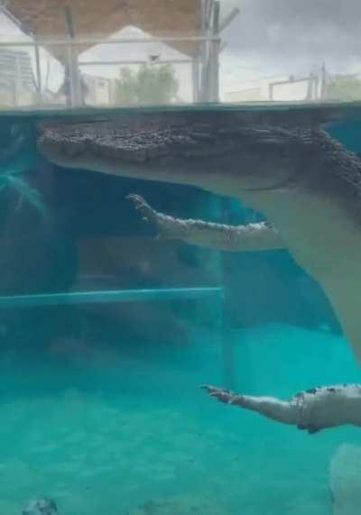 My scalie fursona is a terrible and dangerous predator! My fursona: