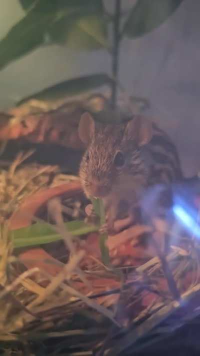 Pumba the zebra mouse eating his veggies