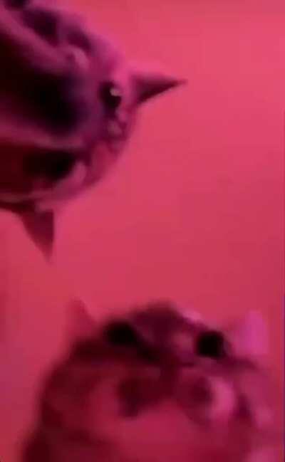 Me and the homies listening to the superior MIDI soundtrack