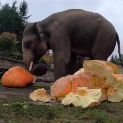 When you give giant pumpkins to Elephants to eat.