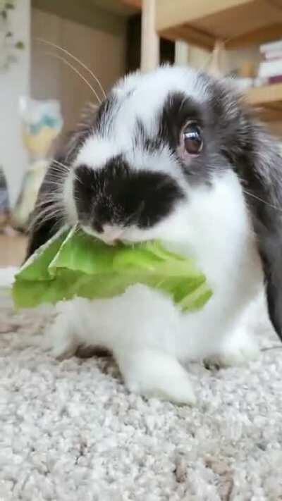 Penny snacking on some lettuce 🐰🥬