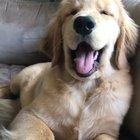 Poor doggo gets booped mercilessly