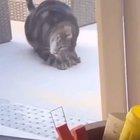 I think that bird may be dead...