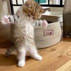 Illegally smol cat being afraid of mouse toy