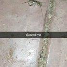 Mr Jiminy Cricket scared me