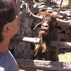 This GOAT is MAD 😂