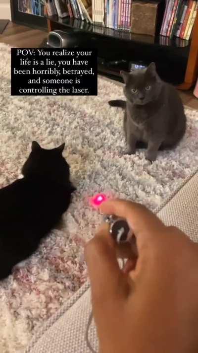 Cat realizing that it was being controlled