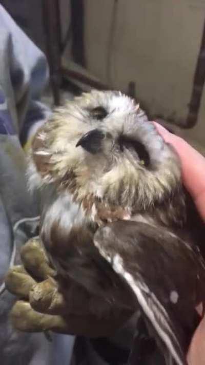 Owl can't resist pets.