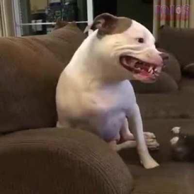 El pitbull llamado Panquequito 🥰