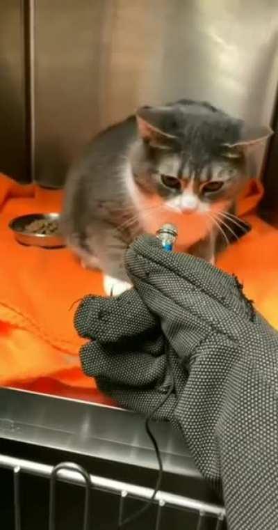 kediler neden bu kadar tatlı ve sinirli aq