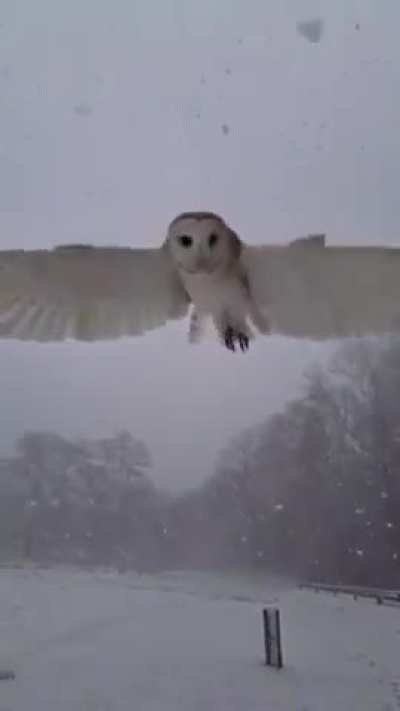 🔥 Barn Owl