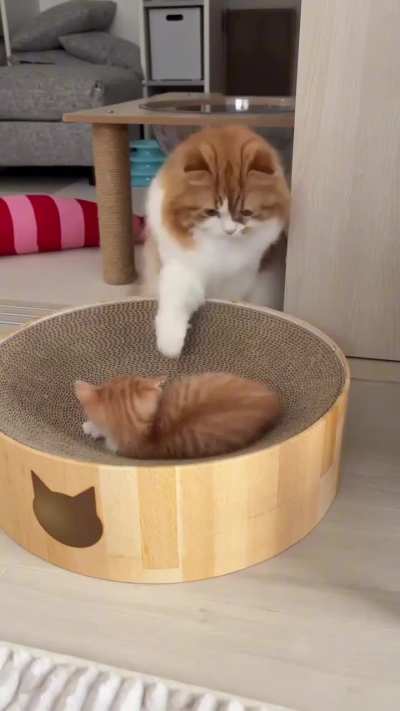 How to wake up gently in the morning