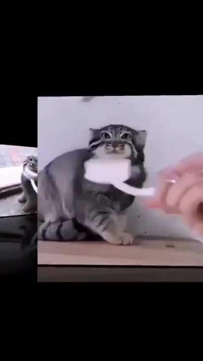 The Gato of all time 