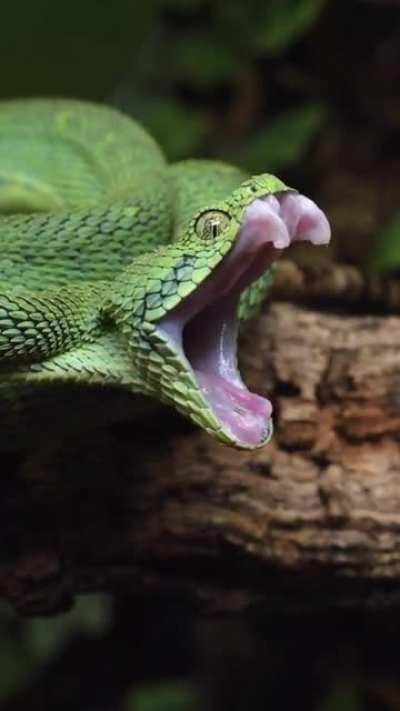 So adorable 🥰 yawning BUSH VIPER!