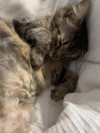 Cosmo has a little activation trill for your Saturday 😻