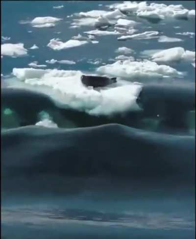 This is why the orca is king of the ocean