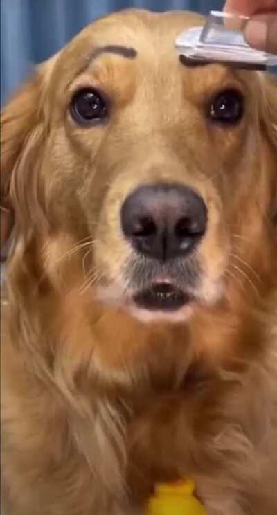 Very expressive golden doggo