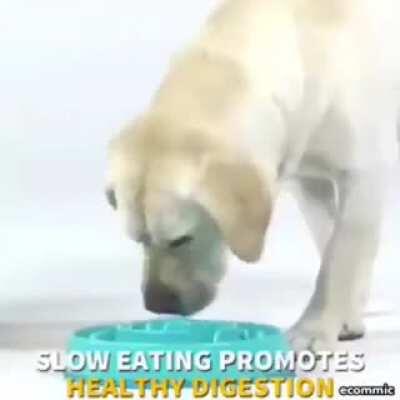 to make your dog eat slower