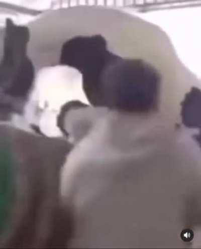 The commentary made me lmao!