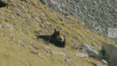 Опасный метод, которым горный козел избавляется от нападения орла