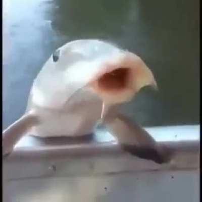 Coitado do Jefferson