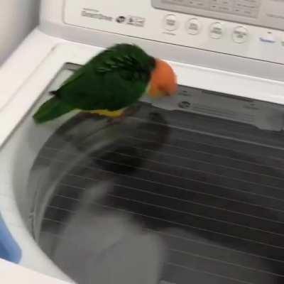 Bird becomes one with washing machine