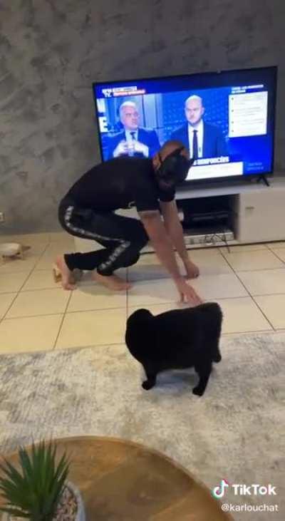 My guy acted like an actual cat for real