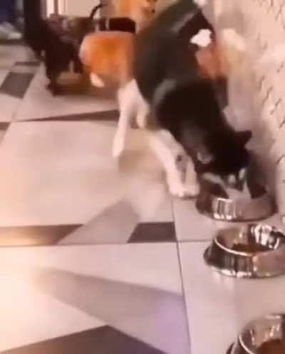 If this dog was a person, they would be an asshole.