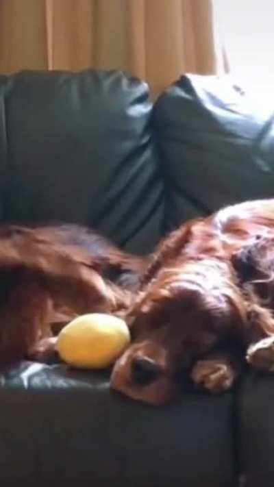 What did the paw say to the snout..?!