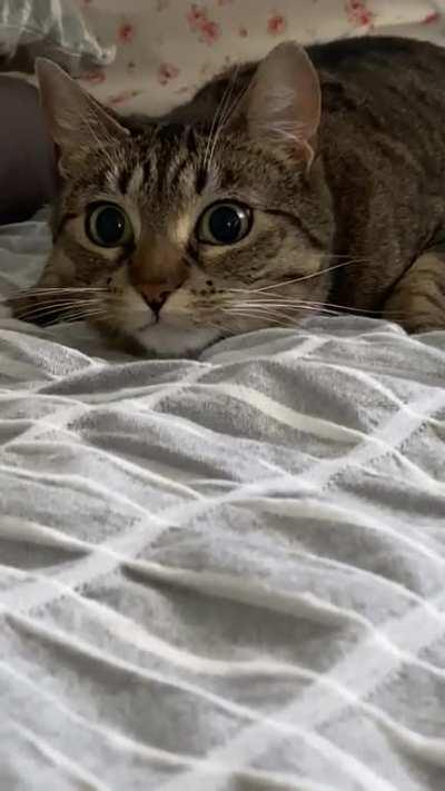 Vicious predator stalkingâ¦ my hand.