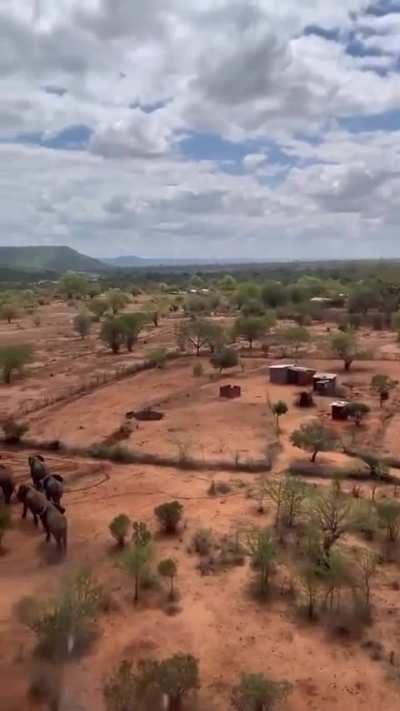 Elephants move to protected areas