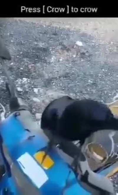 bro forgot how to crow